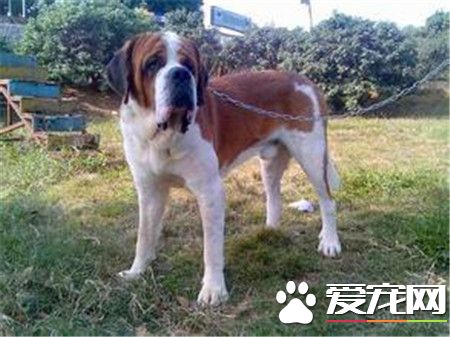 純種母聖伯納犬價格 參考價格在3000到5000元