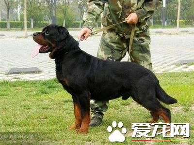 純種羅威納犬多少錢 賽級的羅威納犬起碼上萬