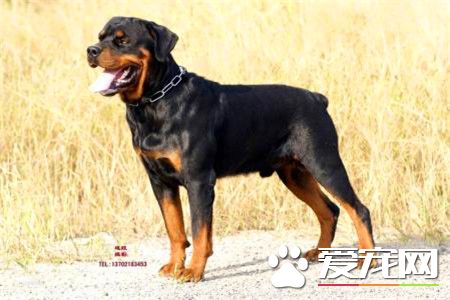 純種羅威納犬多少錢 賽級的羅威納犬起碼上萬