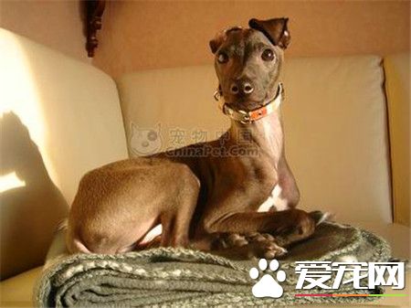 純種靈缇犬幼犬價格 純種的靈缇至少要2萬