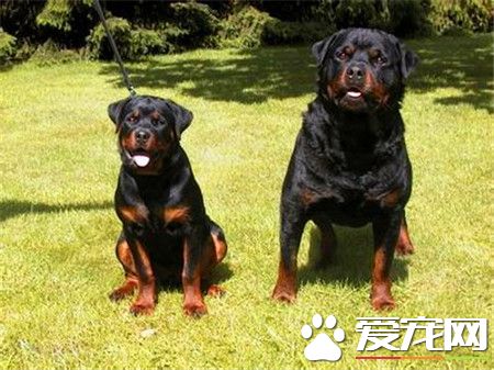 純種羅威納犬多少錢 賽級的羅威納犬起碼上萬