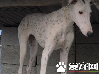 純種靈缇犬幼犬價格 純種的靈缇至少要2萬
