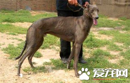 純種靈缇犬幼犬價格 純種的靈缇至少要2萬