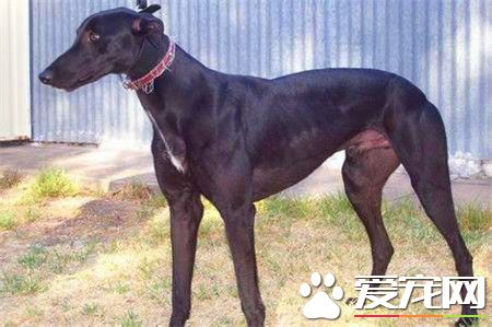 純種靈缇犬貴不貴 純種靈缇犬什麼價格