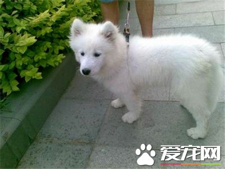 純種薩摩耶犬價錢 最低應該在2500到3000左右