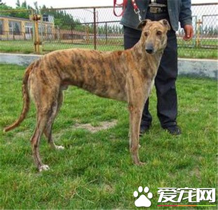 純種靈缇犬貴不貴 純種靈缇犬什麼價格