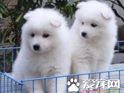 純種薩摩耶犬價錢 最低應該在2500到3000左右
