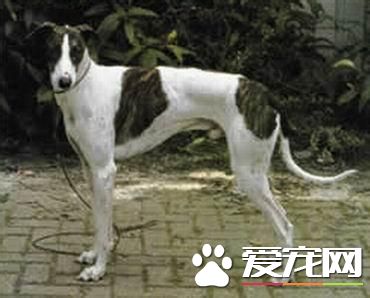 純種靈缇犬貴不貴 純種靈缇犬什麼價格
