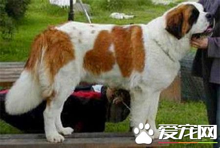 純種聖伯納犬價格 價格在1200到7500不等