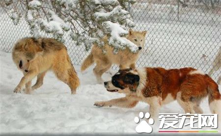 純種聖伯納犬價格 價格在1200到7500不等