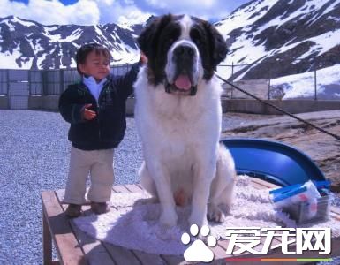 純種聖伯納犬價格 價格在1200到7500不等