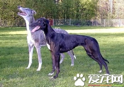 純種靈缇犬多少錢一只 純種的靈缇至少要2萬