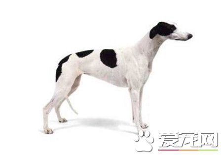 純種靈缇犬多少錢一只 純種的靈缇至少要2萬