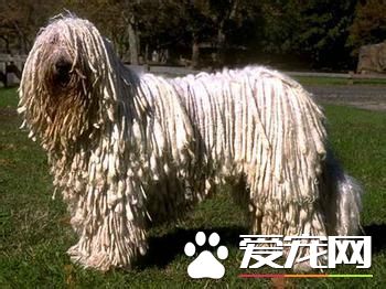 純種可蒙犬價格 專業犬捨的幼犬是8000到10000
