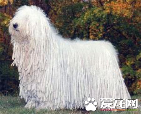 純種可蒙犬價格 專業犬捨的幼犬是8000到10000