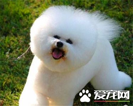 純種卷毛比熊犬多少錢 純種賽級要10000以上