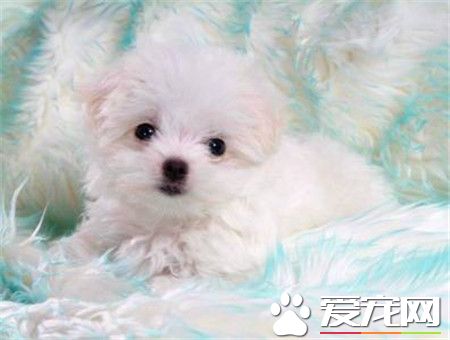 純種卷毛比熊犬多少錢 純種賽級要10000以上