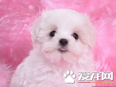 純種卷毛比熊犬多少錢 純種賽級要10000以上