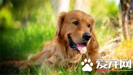 純種金毛尋回犬價格 普通寵物級三五千至一萬多