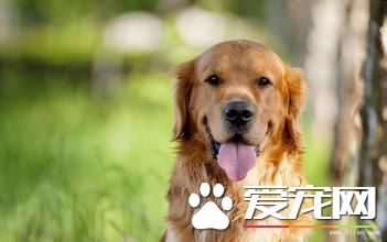 純種金毛尋回犬價格 普通寵物級三五千至一萬多