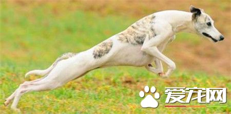 純種惠比特犬價格 惠比特犬價格一萬元左右