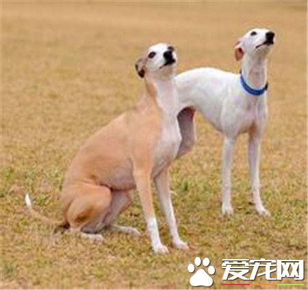 純種惠比特犬價格 惠比特犬價格一萬元左右