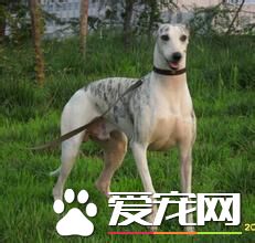 純種惠比特犬價格 惠比特犬價格一萬元左右