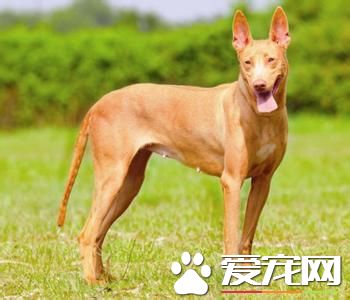 純種法老王獵犬價格 普通的都在5000元以上