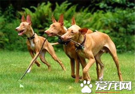 純種法老王獵犬價格 普通的都在5000元以上
