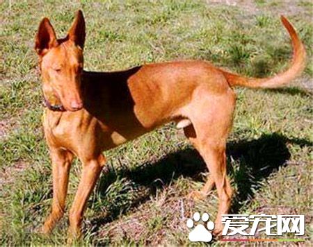 純種法老王獵犬價格 普通的都在5000元以上
