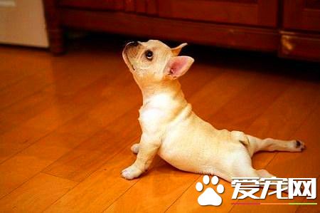 純種法國斗牛犬多少錢 不同水准價格也不同