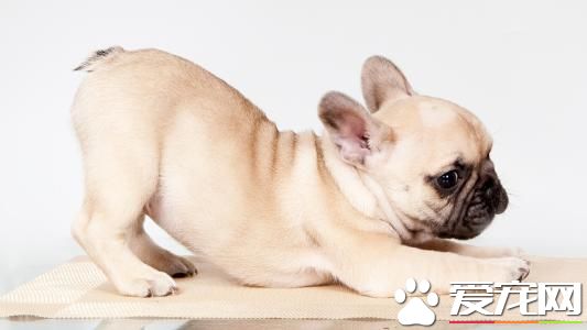純種法國斗牛犬多少錢 不同水准價格也不同