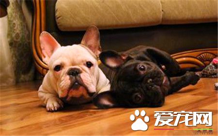 純種法國斗牛犬多少錢 不同水准價格也不同