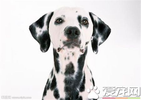 純種的馬士提夫犬價格 純種在6000到8000元以上