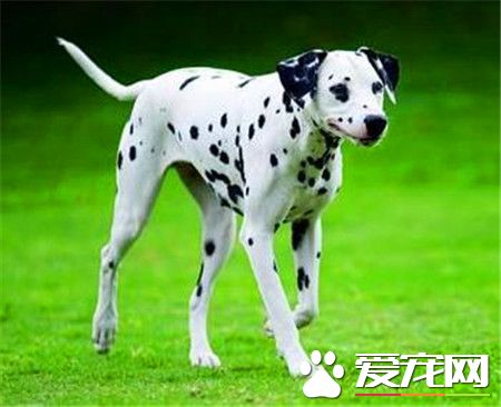 純種大麥町犬價格 價格應該在2000到4000左右