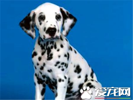 純種大麥町犬價格 價格應該在2000到4000左右
