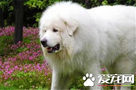 純種大白熊犬的價格 寵物級就1000到3000