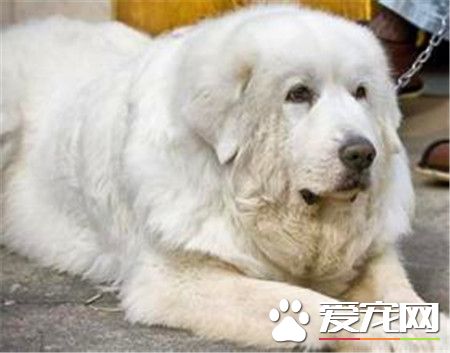 純種大白熊犬的價格 寵物級就1000到3000