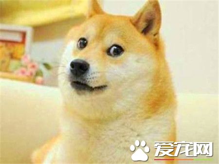 純種柴犬多少錢 白色柴犬價格在3000到3500
