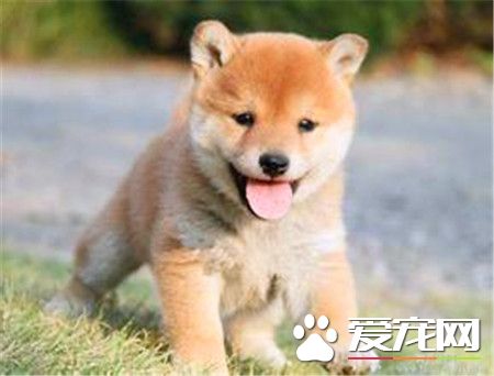純種柴犬多少錢 白色柴犬價格在3000到3500