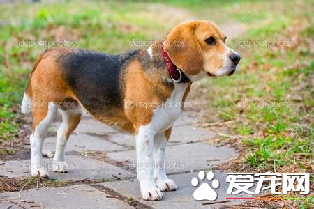 純種比格犬價格 純種比格最少也要4000以上