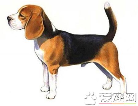純種比格犬價格 純種比格最少也要4000以上