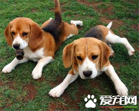 純種比格犬價格 純種比格最少也要4000以上