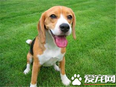純種比格犬多少錢一只 一般1500到2000元一只