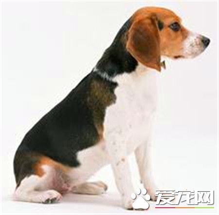 純種比格犬多少錢一只 一般1500到2000元一只