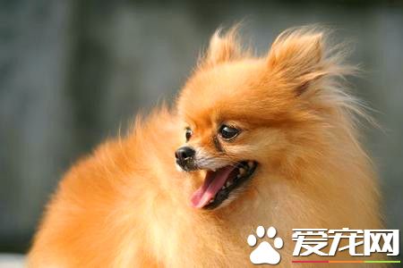 純種白色博美犬價格 標准博美價格2000元左右