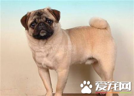 純種巴哥犬多少錢一只 國內行情1500起步價