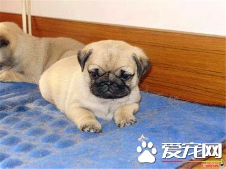 純種巴哥犬多少錢一只 國內行情1500起步價