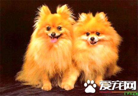 純種白色博美犬價格 標准博美價格2000元左右