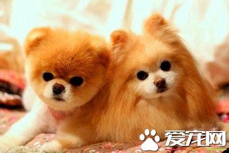 純種白色博美犬價格 標准博美價格2000元左右